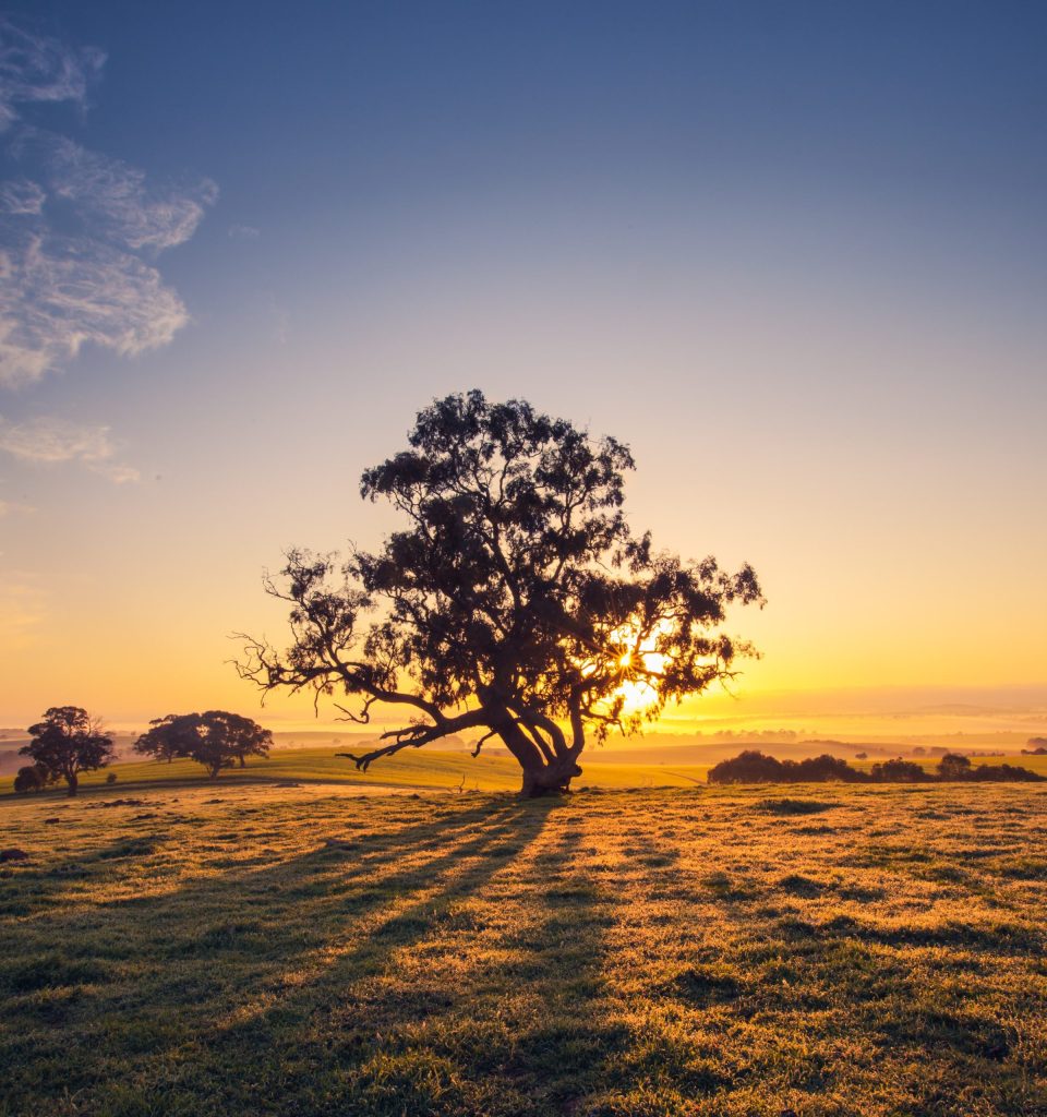 Storyblocks Sun Rises Behind A Tree In The Clare Valley South Australia H4x60birvg Scaled